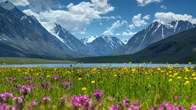 Обои картинки фото алтай, природа, луга, озеро, река, горы, сибирь, россия, цветы, простор, зелень, трава