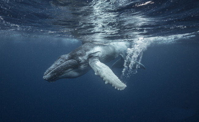 Обои картинки фото животные, киты,  кашалоты, океан
