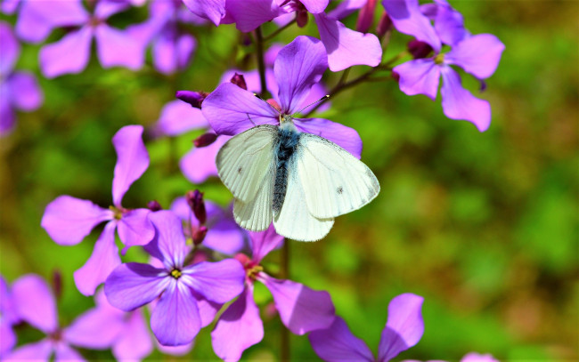 Обои картинки фото животные, бабочки,  мотыльки,  моли, цветок, белая, бабочка