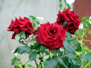 Картинка цветы розы красные куст трио капли