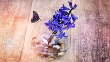 Картинка цветы гиацинты ваза камни гиацинт бабочка