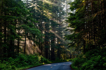 Картинка природа лес дорога деревья лучи солнца