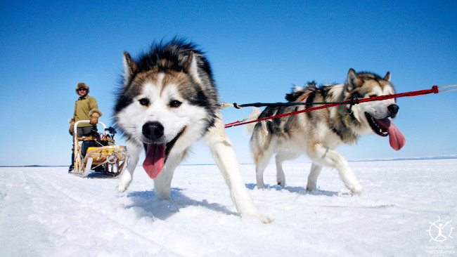 Обои картинки фото животные, собаки, лайки, снег, упряжка