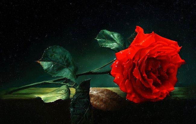 Обои картинки фото рисованное, алексей антонов, роза, капли