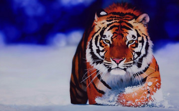 обоя рисованные, животные, тигры, снег