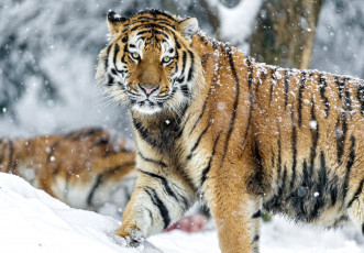 обоя животные, тигры, хищник, снег, взгляд