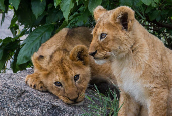 Картинка животные львы малыши львята