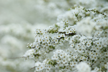 Картинка цветы цветущие деревья кустарники белый куст