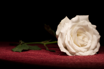 Картинка цветы розы белый одна