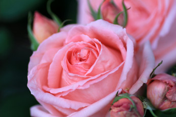 Картинка цветы розы макро розовый лепестки
