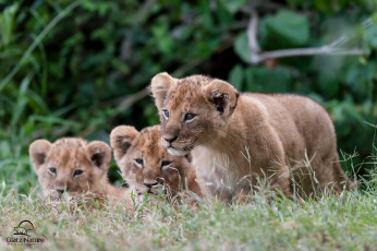 Картинка животные львы малыши
