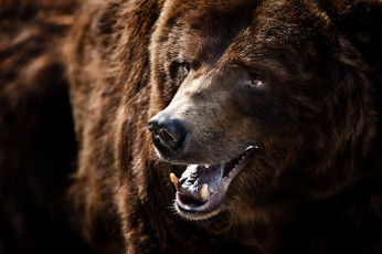 Картинка животные медведи пасть бурый портрет