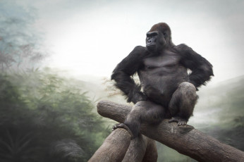 Картинка животные обезьяны горилла деловой хозяин