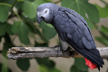Картинка животные попугаи клюв перья серый