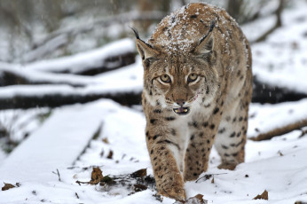 Картинка животные рыси кошка снег