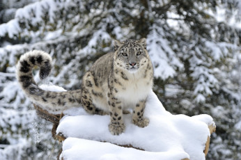 Картинка животные снежный барс ирбис снег хвост