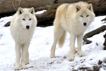 Картинка животные волки пара снег хищники
