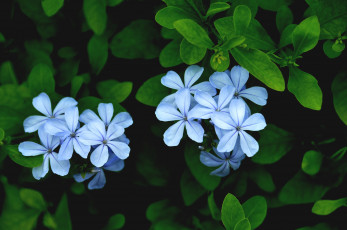обоя цветы, плюмбаго, свинчатка, голубой