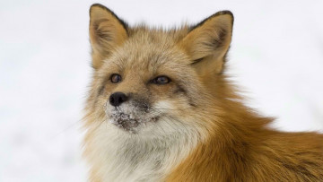 Картинка животные лисы лиса морда заснеженная