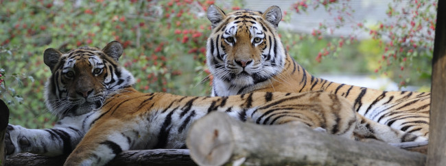 Обои картинки фото животные, тигры, парочка, отдых