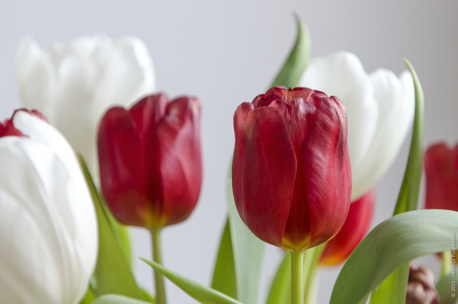 Обои картинки фото цветы, тюльпаны, красный, белый