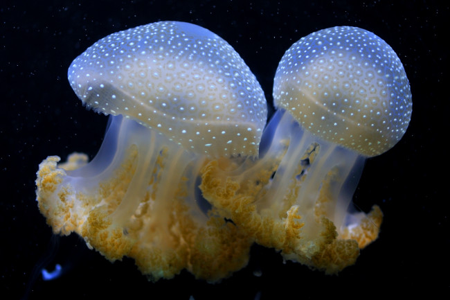 Обои картинки фото животные, медузы, купол, щупальца