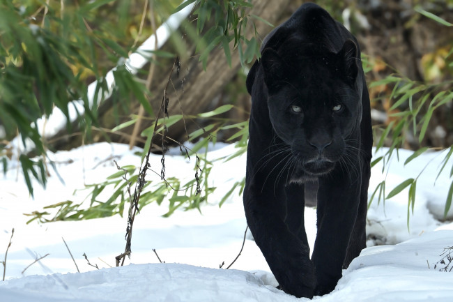 Обои картинки фото животные, пантеры, красавица, черный, снег, ягуар