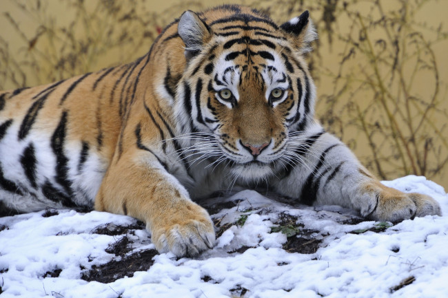 Обои картинки фото животные, тигры, снег, взгляд