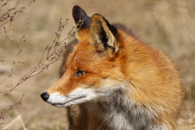 Обои картинки фото животные, лисы, лиса, профиль, рыжая