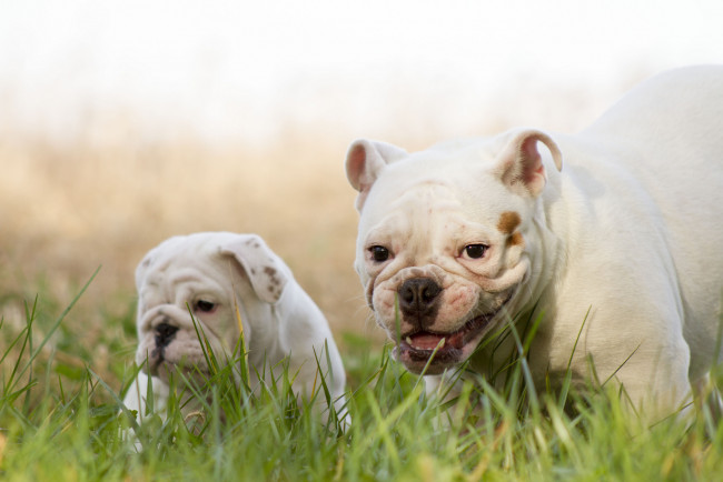 Обои картинки фото животные, собаки, английский, бульдог, щенок, улыбка, трава