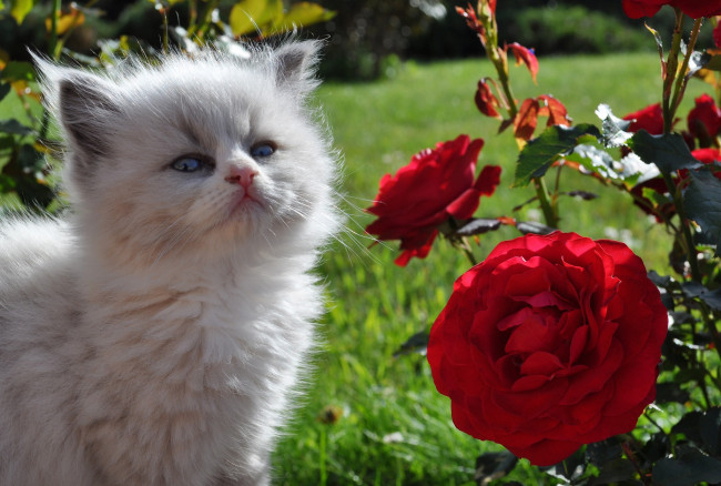 Обои картинки фото животные, коты, розы, котенок