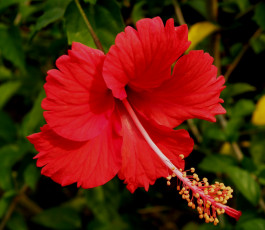 Картинка цветы гибискусы красный гибискус