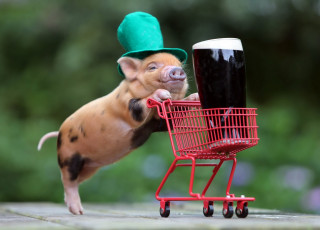 обоя животные, свиньи,  кабаны, пиво, тележка, коляска, поросёнок