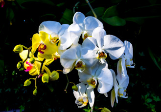 Картинка цветы орхидеи листья белая желтая орхидея