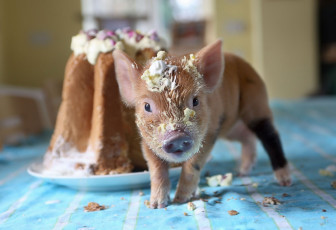 Картинка животные свиньи +кабаны кекс поросёнок крошки