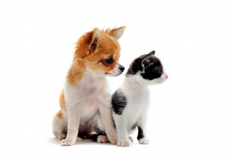 Картинка животные разные+вместе белый фон собака киса