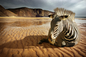 Картинка животные зебры вода песок зебра