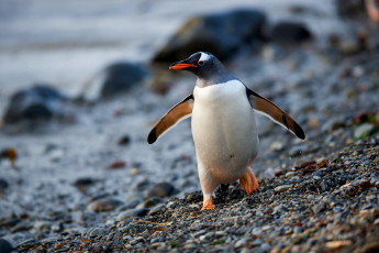 Картинка животные пингвины пингвин вода камни
