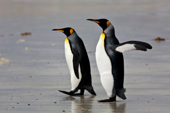 Картинка животные пингвины вода песок