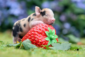 обоя животные, свиньи,  кабаны, поросёнок, ягода, клубника