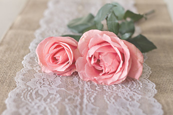 Картинка цветы розы винтаж