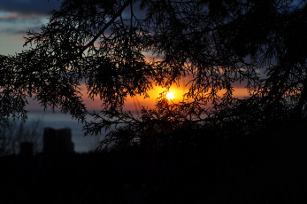 Картинка природа восходы закаты солнце ветви