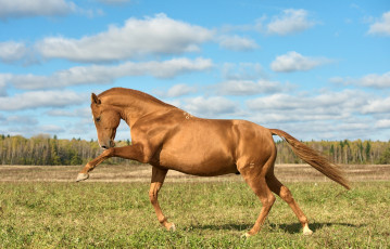 Картинка животные лошади конь