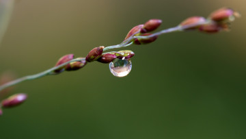 Картинка природа макро ветка весна почки капля вода