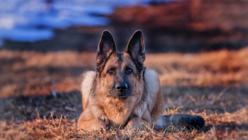 Картинка животные собаки немецкая овчарка взгляд собака