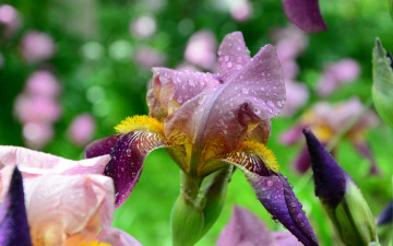 Картинка цветы ирисы фиолетовый ирис