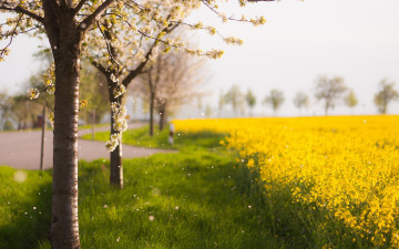 Картинка природа деревья весна поле цветы трава лепестки дорога цветение