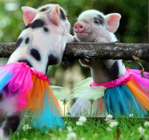 Обои картинки фото животные, свиньи,  кабаны, поросёнок, юбка, отражение