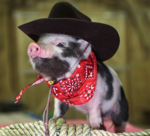 Обои картинки фото животные, свиньи,  кабаны, шляпа, поросёнок, ковбой