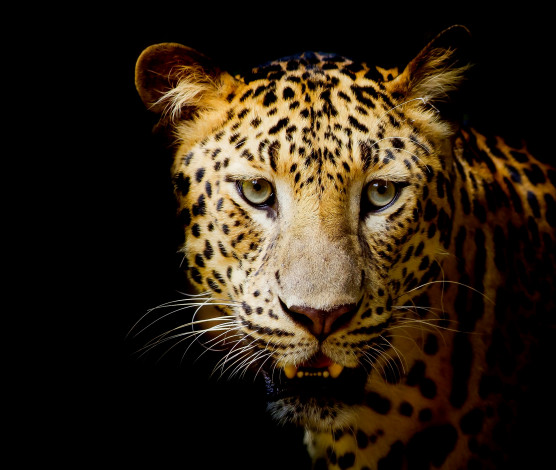 Обои картинки фото животные, леопарды, темный, фон, леопард
